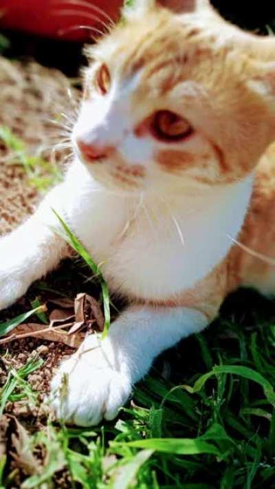 En momentos de mucha tristeza, rescate un gatito y me hizo muy feliz 💖