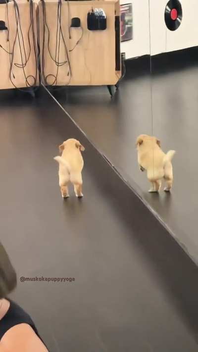 A puppy seeing its own reflection for the first time