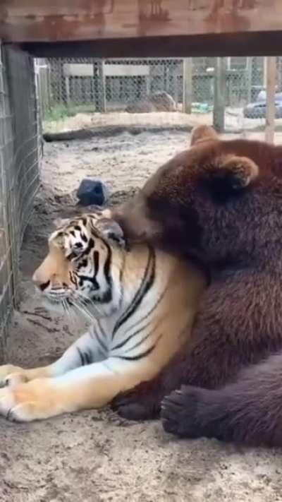 They Are Best Friends