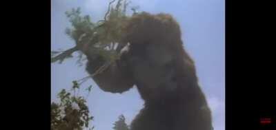 I think I downloaded the wrong movie...