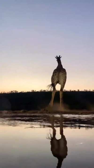 🔥 Close-ups from an underground hide of giraffe and Cape buffalo at waterhole
