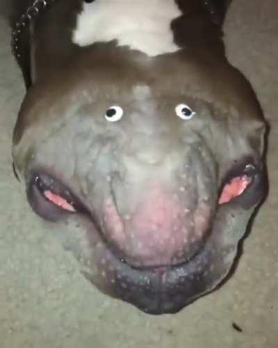 A new pet of unknown origin has appeared in nature!