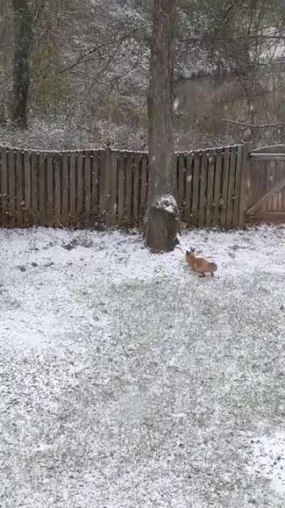 Foxes playing in the snow.