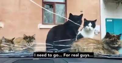 This car belongs to us meow