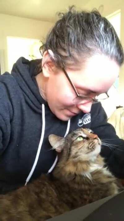 My shy cat has never laid in my lap before. I was very sad today and she finally decided to jump up and snuggle.