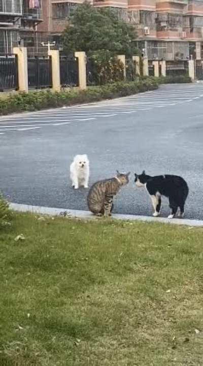 What does our relationship have to do with dogs