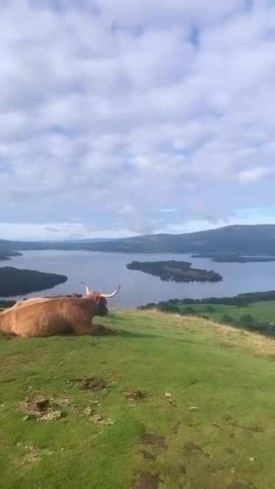 Alexa, show me the most Scottish video imaginable...