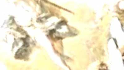 Alpha and Omega Male