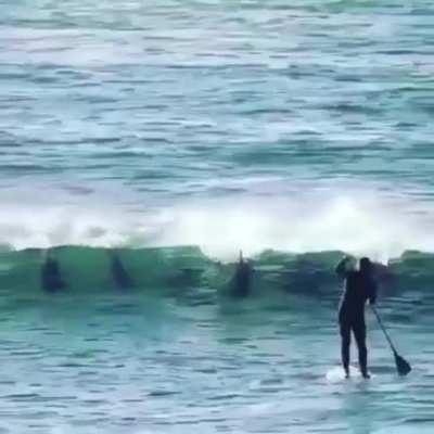 Dolphins : Get out My sea