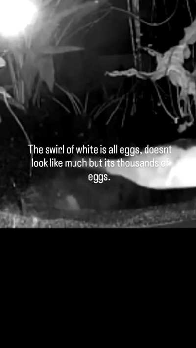 Hopefully it uploads!! Second batch of Tater tots this year