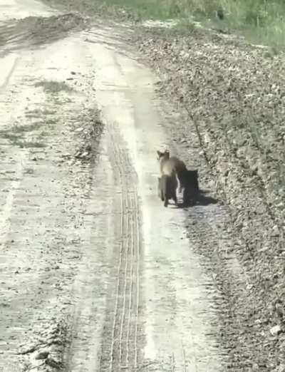 Aparecieron cachorritos de gato montés en Formosa