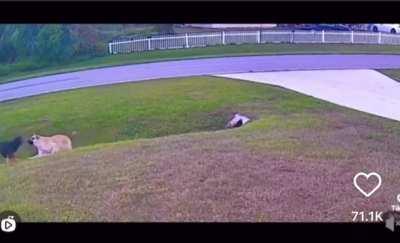 Dog protects kid from attacking dog