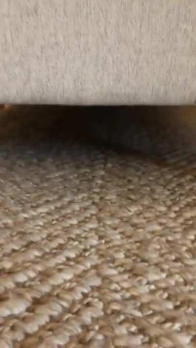 The rare and elusive couch shark.