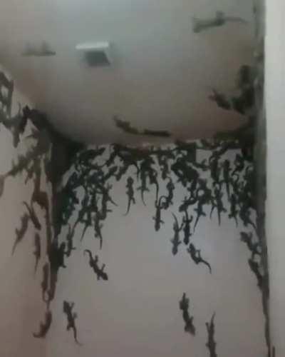 Como hacer granja de ajolotes en minecraft buscar