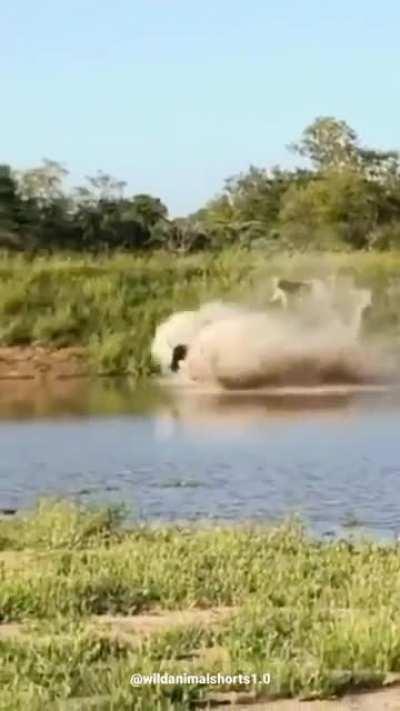 🔥 Wildebeest pulls a miraculous escape on an entire Lion Pride.