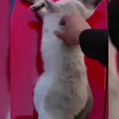 Cat was like: wait what?