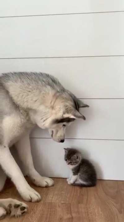 An unlikely friendship