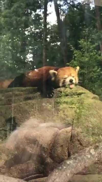 A Sleepy Panda