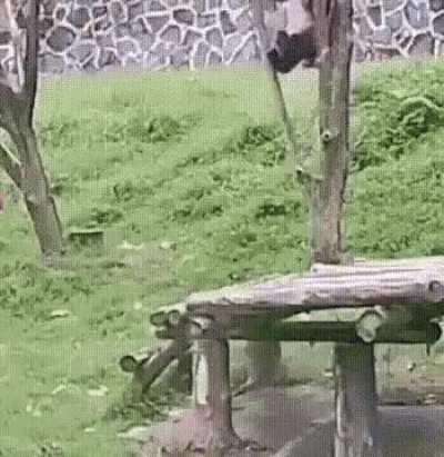 Seriously, why did god make a species this stupid?