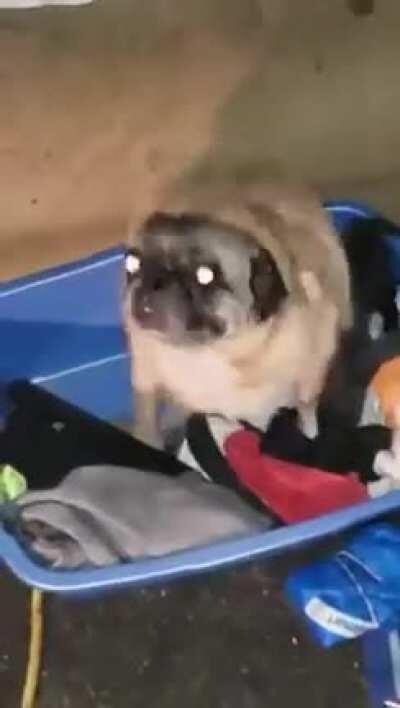 El original gente xd