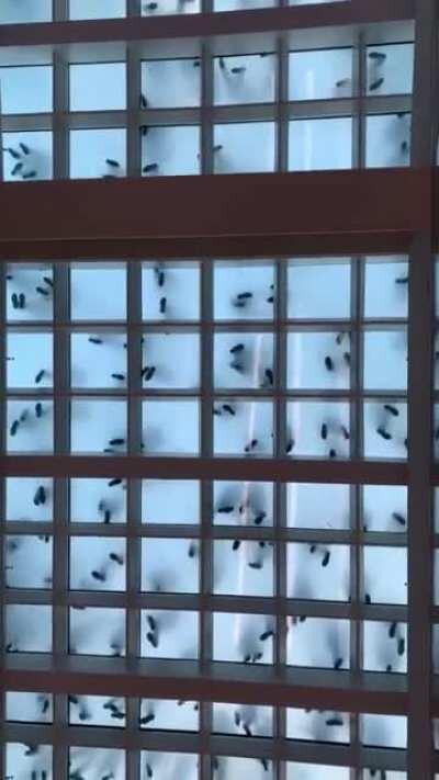 These bugs are actually what dancing looks like from underneath a glass floor! (STC in San Fransisco).