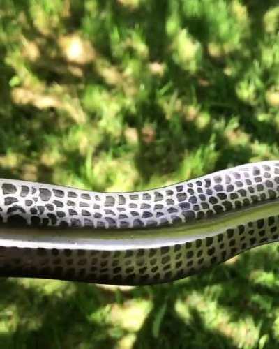 Serpentine refraction! This has been a fascinating challenge to create thus far.