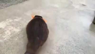 All deez carrots iz mine