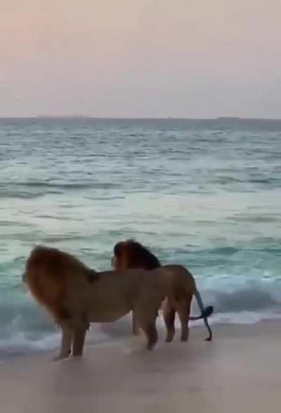 🔥 Two male lions at the beach