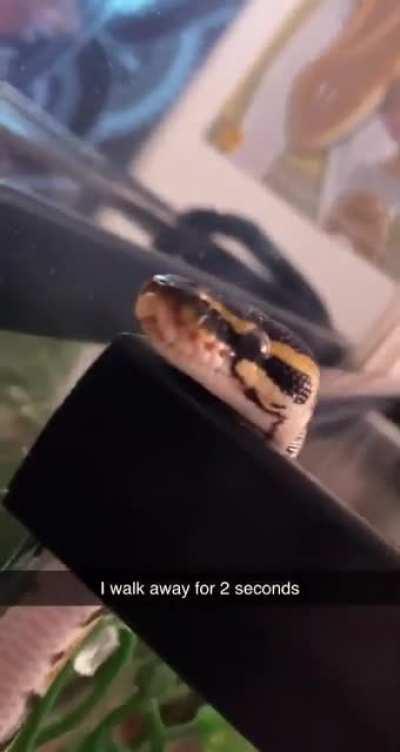When a snake owner walks away for 2 seconds