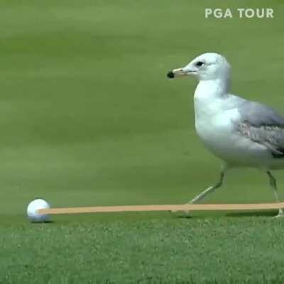 Is this how the price of $GME is getting decided? 💎🙌