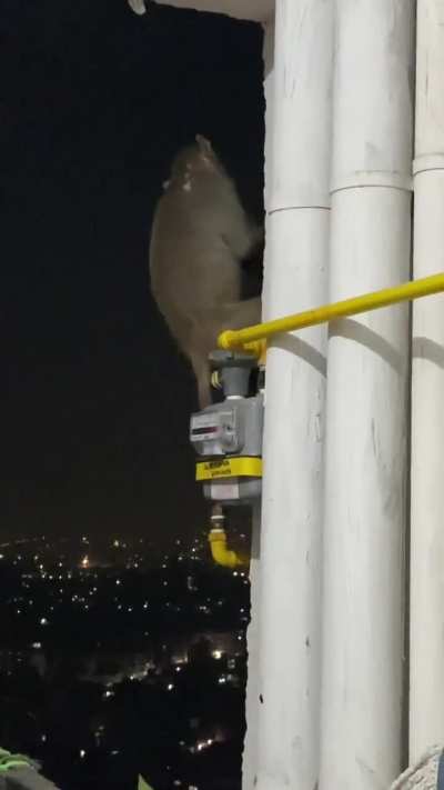 Monkey Monkey go away..