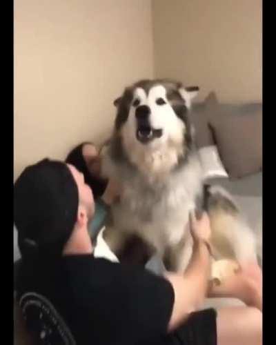 The biggest fluffy boi