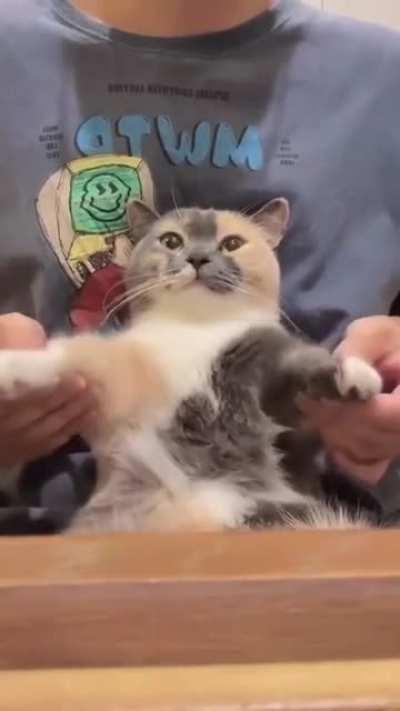 Thanks, I love this dancing cat