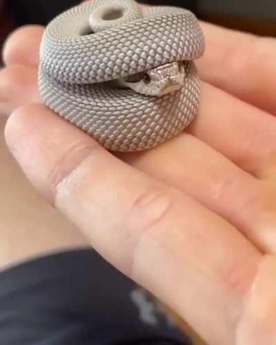 Snek trader (sometimes buys at max, other times at low. Sells special snek items)