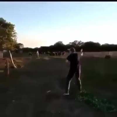 the day of the flying cows