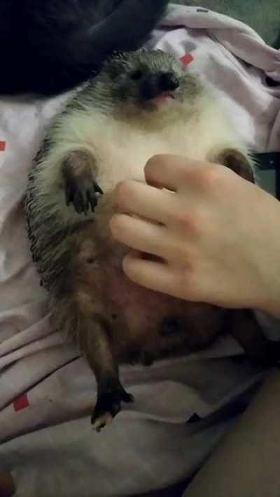 I posted it in r/hedgehog and people want that I posted here