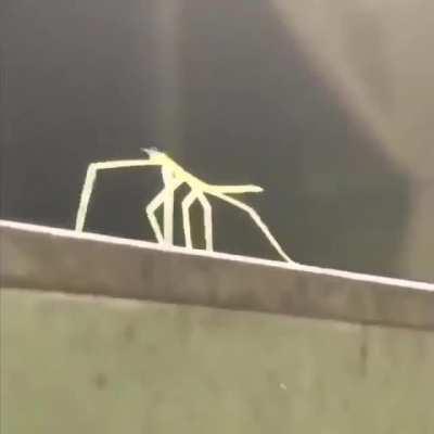 Every time I’m in the street i see this meme