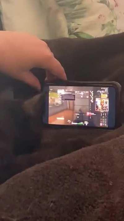 My cats loves screens. Her favorite content is video games. She could literally watch for hours.