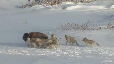 Bison charges member of its own herd to save itself.