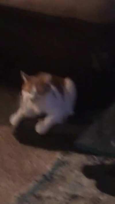 My cat getting beat up by his fish toy. Went on for quite a while and almost didn’t get a video of it because I was too busy dying of laughter. Thought some of you might enjoy.