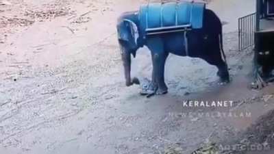 Asian Elephant gets sick of stick, folds the handler.