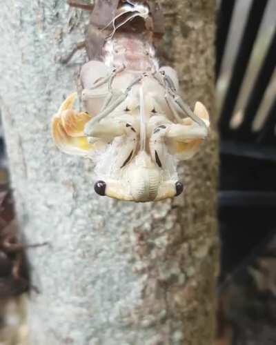 This little guy is really coming out of his shell! Cicada emergence, NSW Australia.