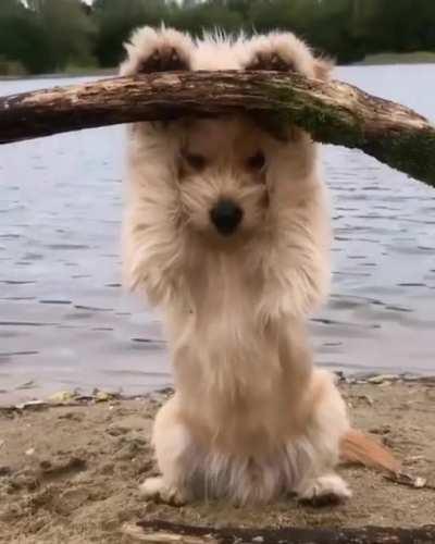 He's a sweetheart 🐶 💞