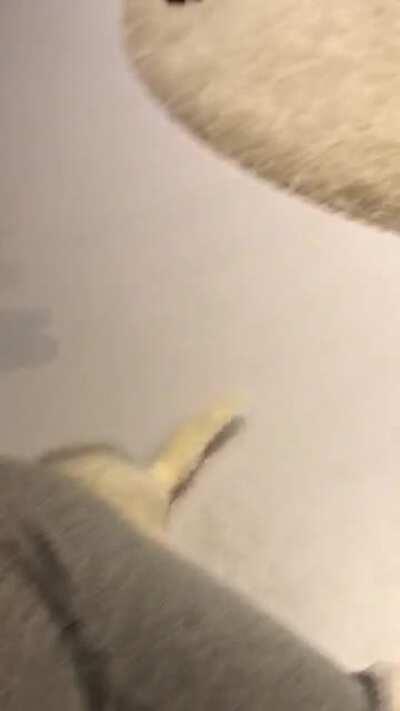 Dooking extravaganza (Sound on)