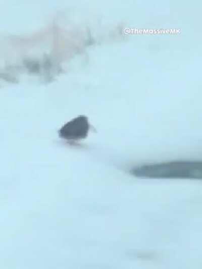 Vibing birb goes brrr