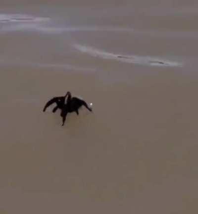 🔥 Spiders can walk on water because of surface tension. Tarantulas effectively swim by ‘rowing’ on the surface of the water, using their first three pairs of legs like paddles.