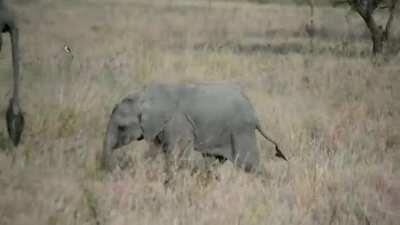 Baby elephant throwing tantrum vs Cartman's 