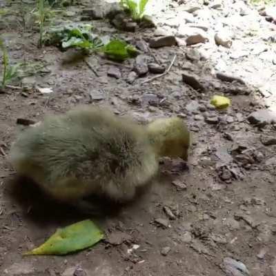 A gosling taking his first wobbly steps on big, floppy feet (Gratitude Gate Farm Sanctuary)