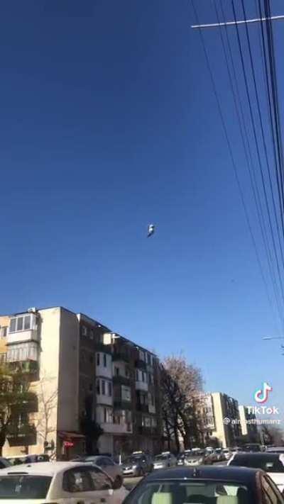 Bird stuck mid-air Romania