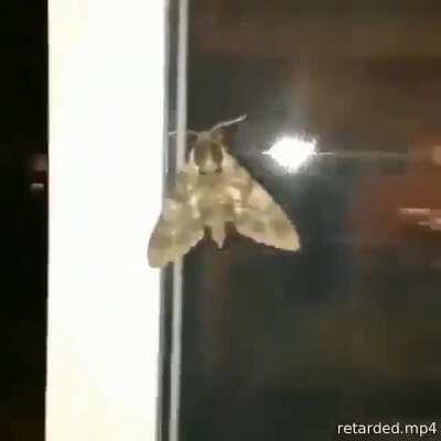 El dylan cuando ve una polilla 😎